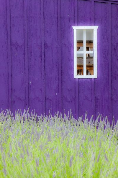 Sequim-Washington State-field of Lavender and Lavender painted wood barn and white framed window